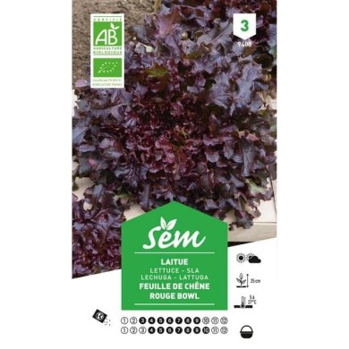 Laitue feuille de chêne rouge Bio (sachet)