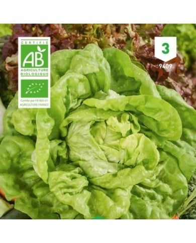 Laitue Kagraner Sommer 2 Bio