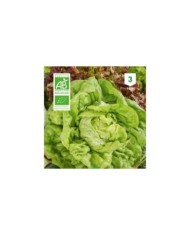 Laitue Kagraner Sommer 2 Bio