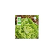 Laitue Kagraner Sommer 2 Bio