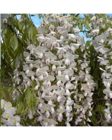 Glycine du Japon Lipstick