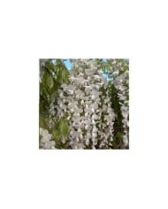 Glycine du Japon Lipstick