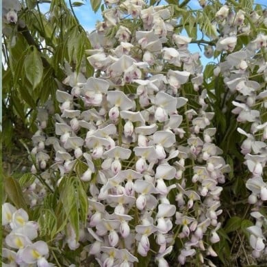Glycine du Japon Lipstick