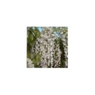 Glycine du Japon Lipstick