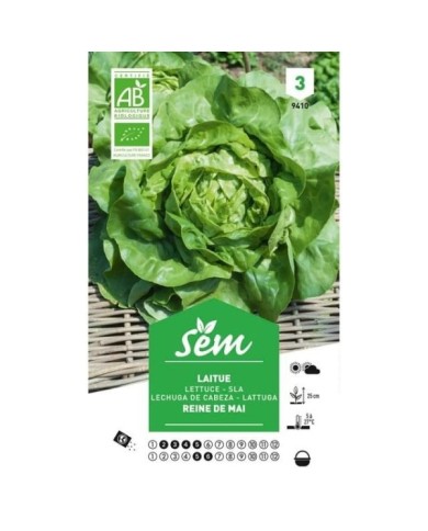 Laitue Reine de Mai Bio (sachet)