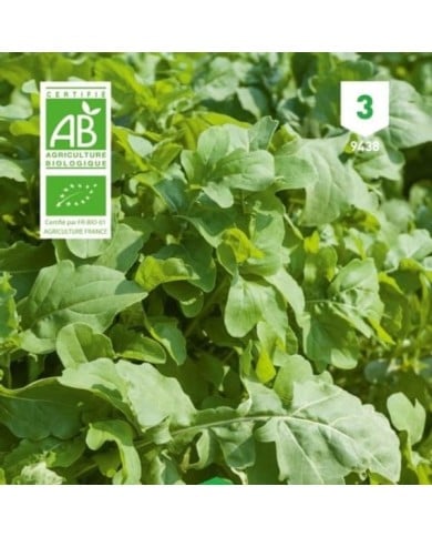 Roquette cultivée Bio