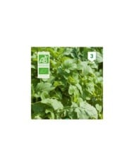 Roquette cultivée Bio