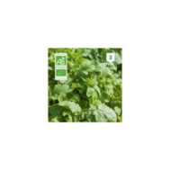 Roquette cultivée Bio