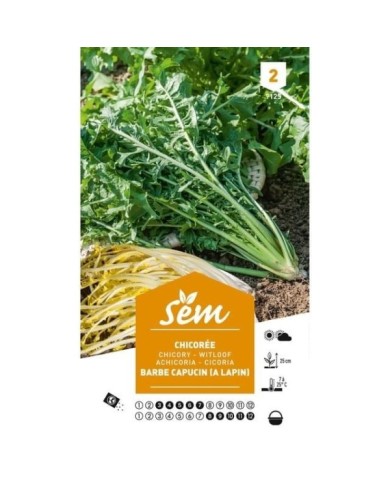 Chicorée sauvage à lapin Barbe de Capucin (sachet)