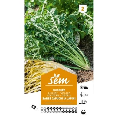 Chicorée sauvage à lapin Barbe de Capucin (sachet)