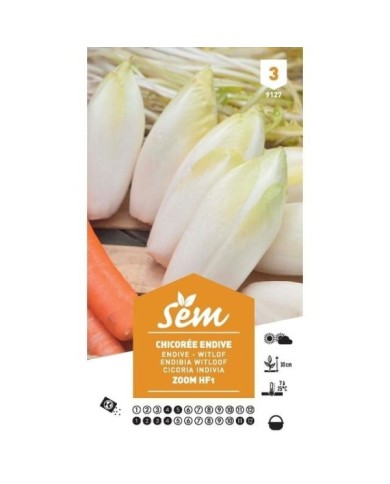 Chicorée de Bruxelles F1 Zoom (sachet)