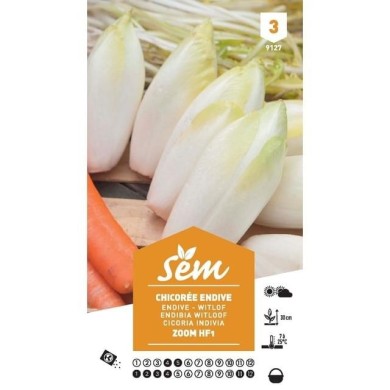 Chicorée de Bruxelles F1 Zoom (sachet)