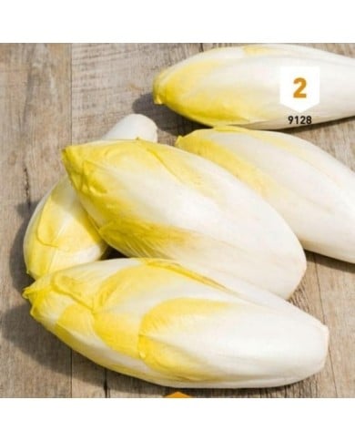 Chicorée endive Meilof Witloof de Bruxelles
