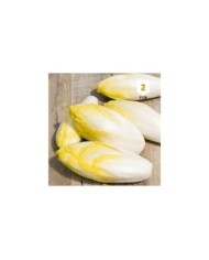 Chicorée endive Meilof Witloof de Bruxelles