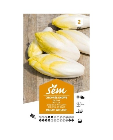 Chicorée endive Meilof Witloof de Bruxelles (sachet)