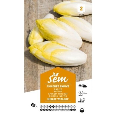 Chicorée endive Meilof Witloof de Bruxelles (sachet)