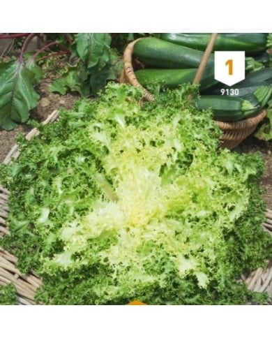 Chicorée frisée de Ruffec