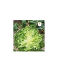 Chicorée frisée de Ruffec
