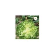 Chicorée frisée de Ruffec