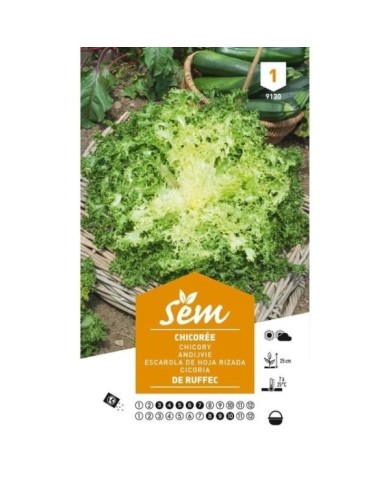 Chicorée frisée de Ruffec (sachet)