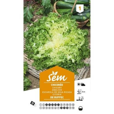 Chicorée frisée de Ruffec (sachet)