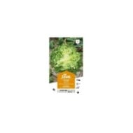 Chicorée frisée de Ruffec (sachet)