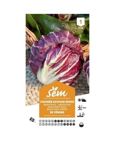 Chicorée sauvage de Vérone (sachet)