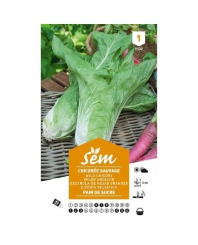 Chicorée sauvage Pain de Sucre (sachet)