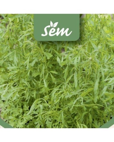 Cresson alénois - Lepidium sativum
