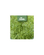Cresson alénois - Lepidium sativum