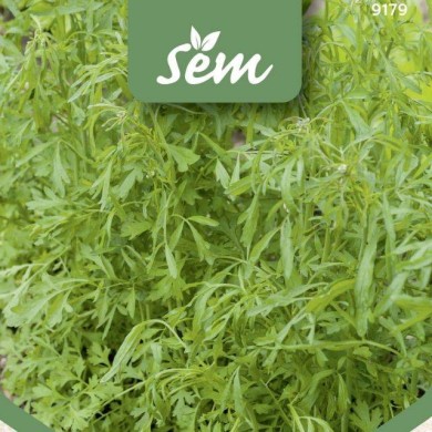 Cresson alénois - Lepidium sativum