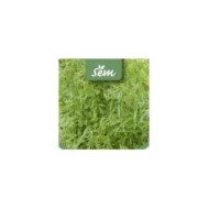 Cresson alénois - Lepidium sativum