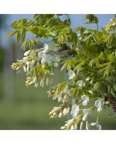 Glycine soyeuse Kapiteyn Fuji