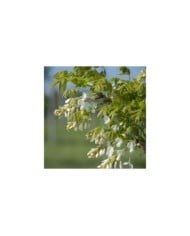 Glycine soyeuse Kapiteyn Fuji