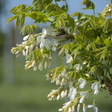 Glycine soyeuse Kapiteyn Fuji