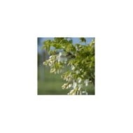 Glycine soyeuse Kapiteyn Fuji