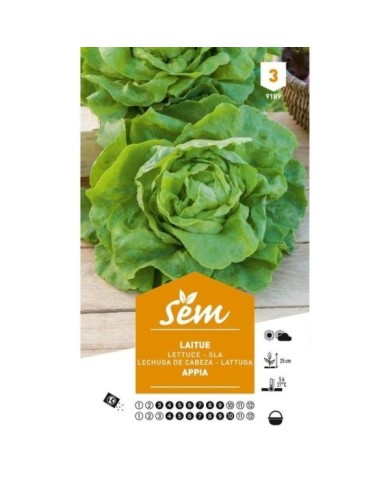 Laitue Appia (sachet)