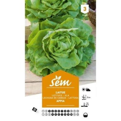 Laitue Appia (sachet)