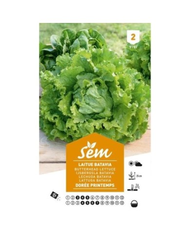 Laitue Batavia Dorée de Printemps (sachet)