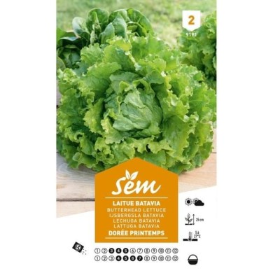 Laitue Batavia Dorée de Printemps (sachet)