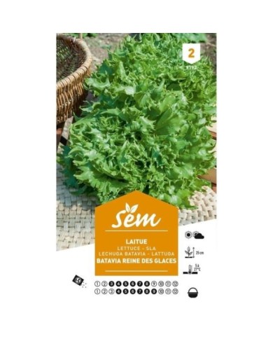 Laitue Batavia Reine des Glaces (sachet)