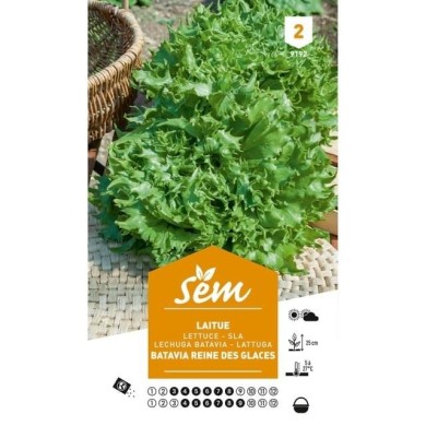 Laitue Batavia Reine des Glaces (sachet)