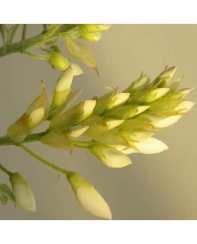 Glycine soyeuse Kapiteyn Fuji