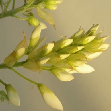 Glycine soyeuse Kapiteyn Fuji
