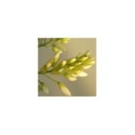 Glycine soyeuse Kapiteyn Fuji