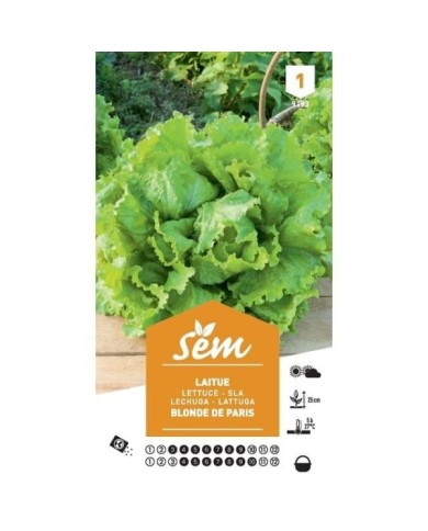 Laitue Batavia Blonde de Paris (sachet)