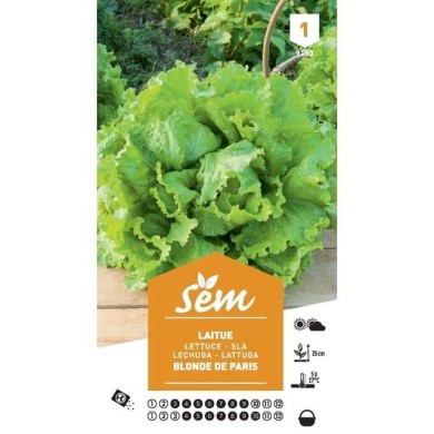 Laitue Batavia Blonde de Paris (sachet)