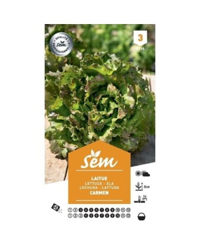 Laitue Batavia Carmen (sachet)