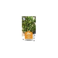 Laitue Batavia Carmen (sachet)