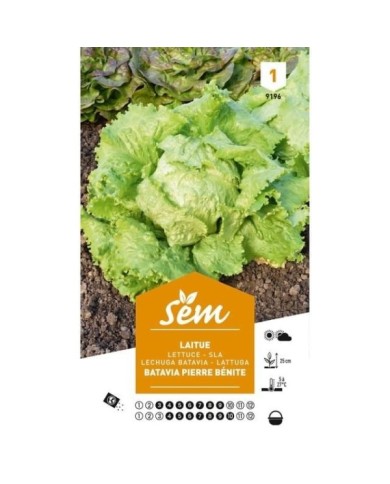 Laitue Batavia Pierre Bénite (sachet)